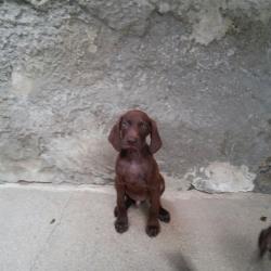 CUCCIOLI di Bracco Tedesc foto 1